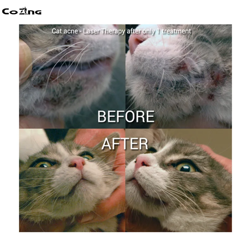 

Animal Care Medical Equipment With 650nm Low-Intensity Laser Treatment Equipment For Soft Tissue, Muscle Soreness COZING