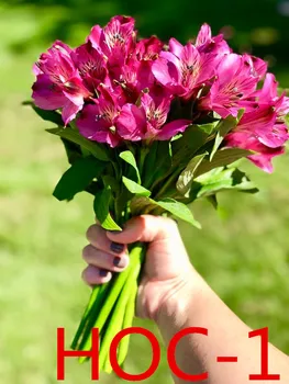

Weddings and important occasions / Wedding accessories / Bridal bouquets HOC