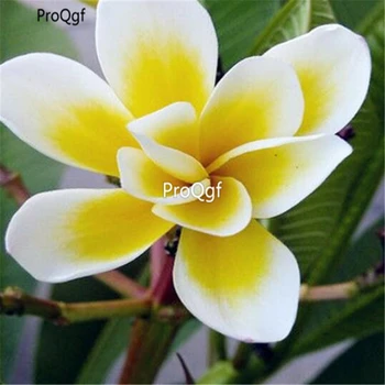 

Ngryise 3000Pcs Plumeria rubra gift for vip customer