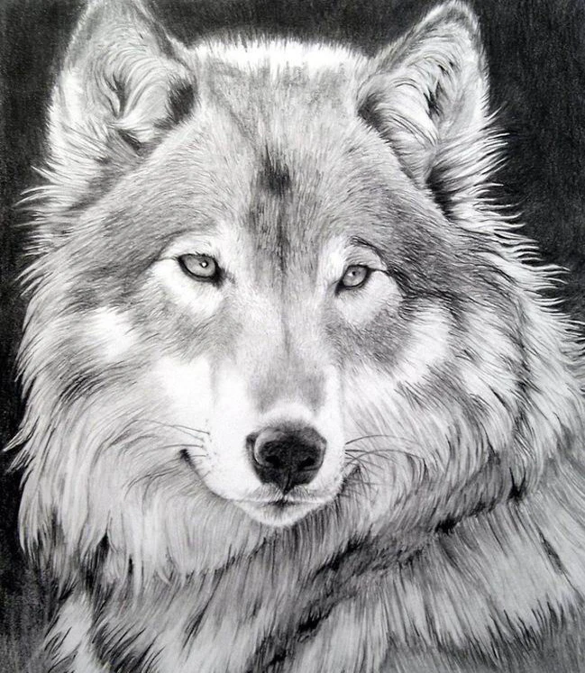 

Night wolf Animal oil painting Embroidery Needlework 14CT Counted Unprinted DMC DIY Cross Stitch Kits Handmade Art Wall Decor