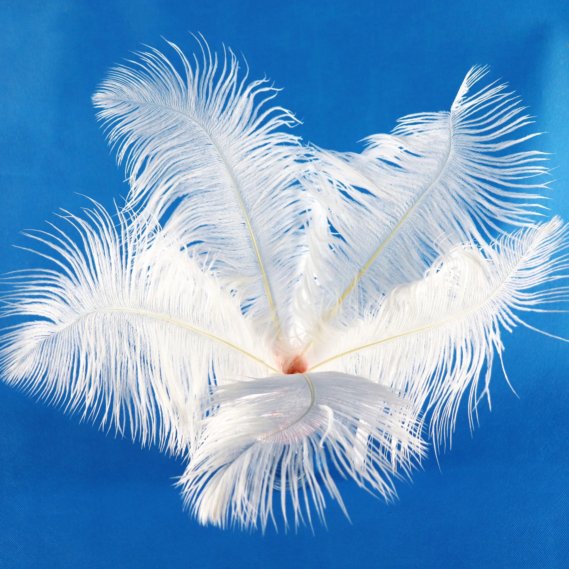 

50 pcs Hot-selling good quality different colors carnival ostrich feathers angel white wedding feathers for party decoration