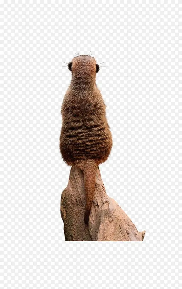meerkat啮齿动物茨瓦鲁卡拉哈里保护区动物莫纳托动物园