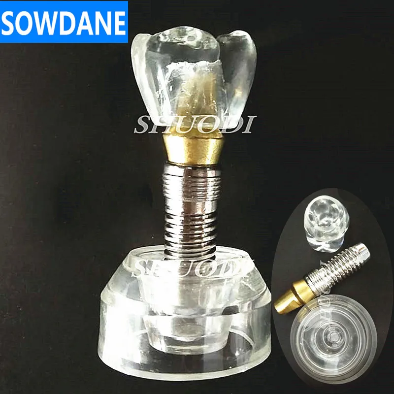  Dental Study Teaching Model Dental Standard Model Removable Teeth ADULT Children TYPODONT Model Den - 32800798284