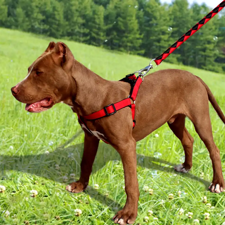 strong long dog leads