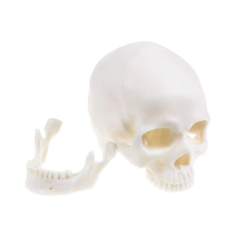 Resin Skull Model Animal Decoration Medical Teaching Mold Halloween Human |