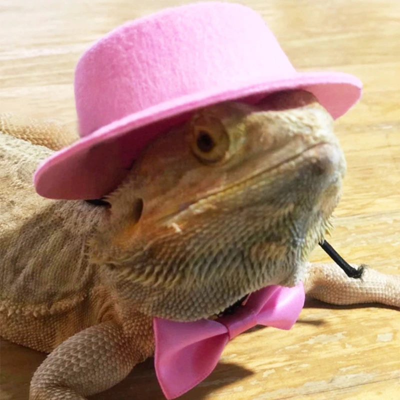 Lizard Traction Rope Hat Bow Tie Leather Reptile Bearded Dragon Harness Leash | Дом и сад