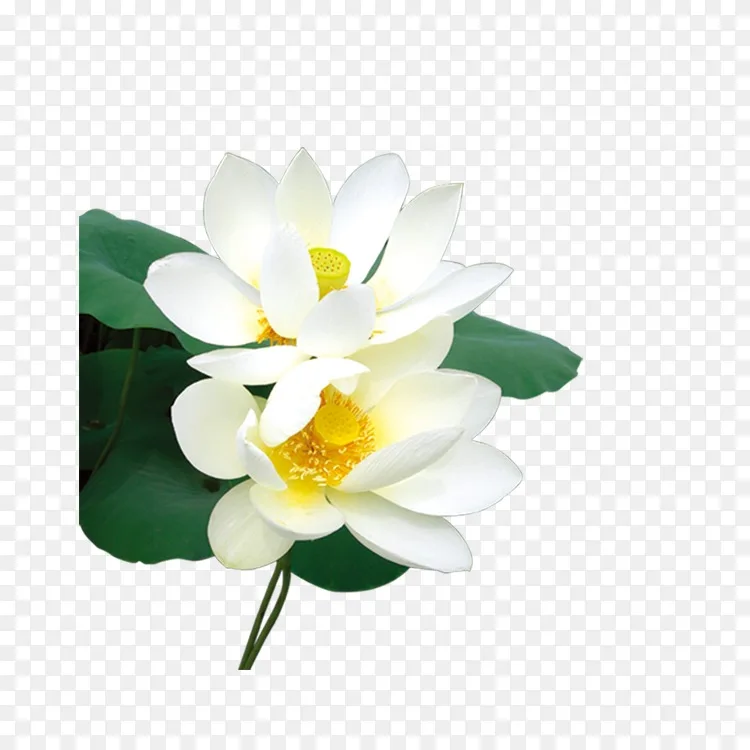 下载图标 完美无瑕的白莲花png图片素材免费下载 图片编号 Png素材网