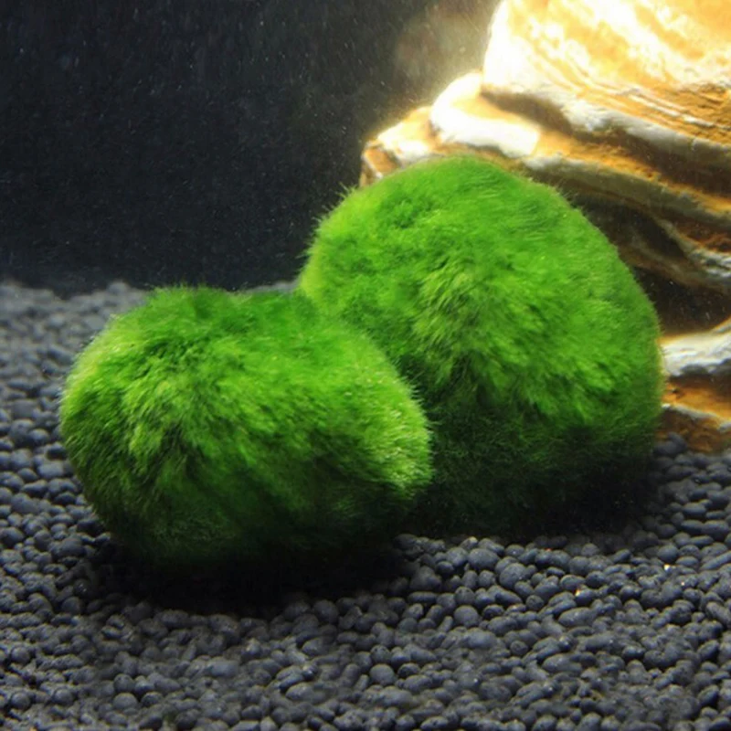 5 шт./пакет 3-4 см мох Marimo Balls живое аквариумное растение водоросли для аквариума