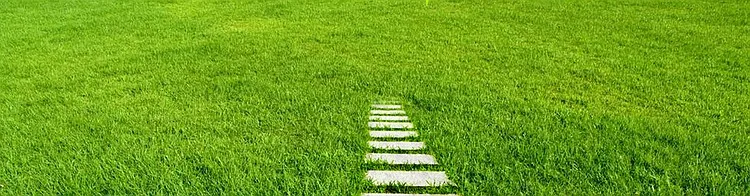 草背景图背景图片素材免费下载 图片编号ybvbaage Pngbag素材网