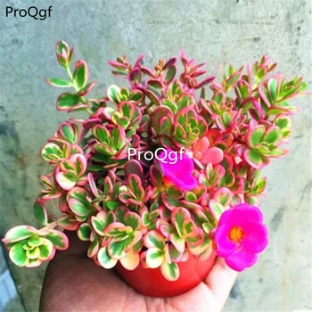 

Ngryise 3Pcs A Set Portulaca Hana Misteria