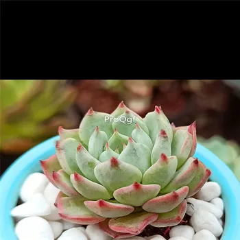 

Ngryise 8Pcs A Set echeveria cuspidata var. gemmula