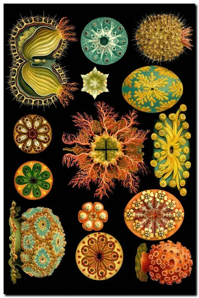 Принт на холсте ningbo HAECKEL арт-новый морской урчин Acidians кислоae роскошное украшение