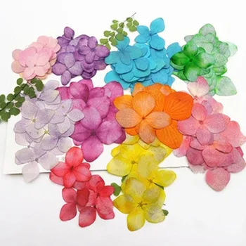 

Dried flower Hydrangea Plant Specimens For Epoxy Dried Flower Phone Case 120Pcs