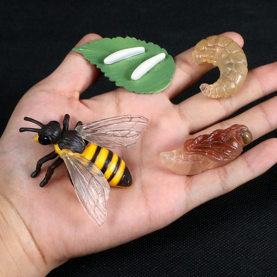 Simulation Life Cycle of Insect Animal Growth Cycle Models,Butterfly,Frog Action Figures Collection Science Educational Toys Kid star action figures Action & Toy Figures