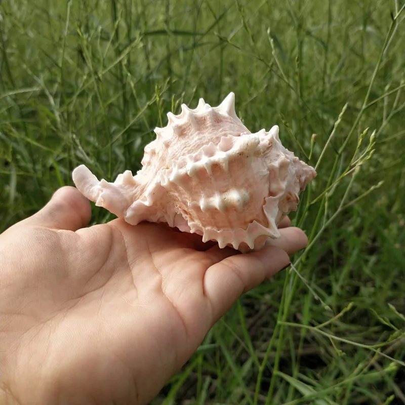 Ракушка из натуральной морской ракушки украшение в виде розового для пляжа