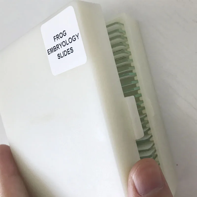 

25pcs/set frog embryo prepared slides frog embryology prepared slides