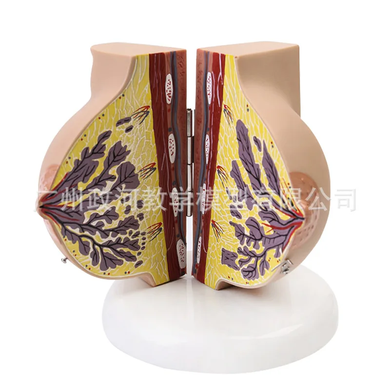Female Breast Anatomy Model 2