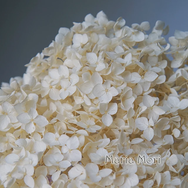 Anna Hydrangea  Flowers  Little  Leaves Preserved Hydrangea Decor  Office Decor  DIY Flowers Color 85