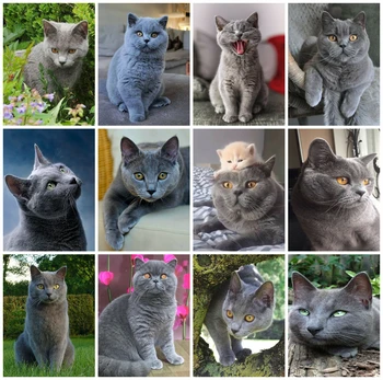 

Huacan 5D Diamond Painting Cat Full Drill Square Diamond Embroidery Cross Stitch Animal Handmade Craft Kit Decor For Home
