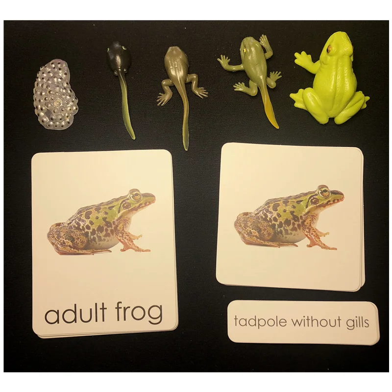 Life-Cycle-Montessori.png