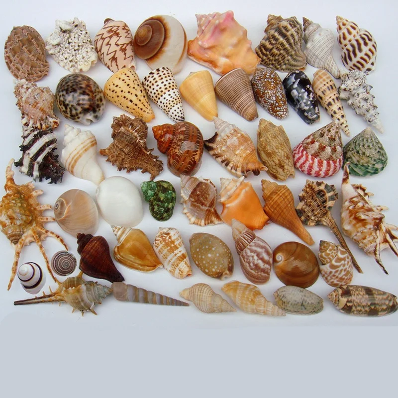 DIY спиральные раковины с отверстиями натуральный пляж ремесло домашнее морское украшение для рукоделия ювелирный браслет ожерелье морская звезда