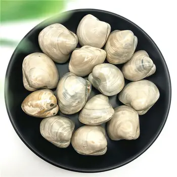 

2 Sizes White Clams Natural Marine Shell Fossil Specimen Collection Gifts Decor Natural Stones and Minerals