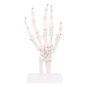 

2020 New Hand Joint Anatomical Skeleton Model Human Medical Anatomy Study Tool Life Size