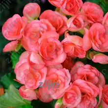 Лидер продаж, 50 шт в наборе, Бегония бонсай великолепные красочные двойные лепестки цветов растения для полимеров для двор балкон карликовые комнатных растений