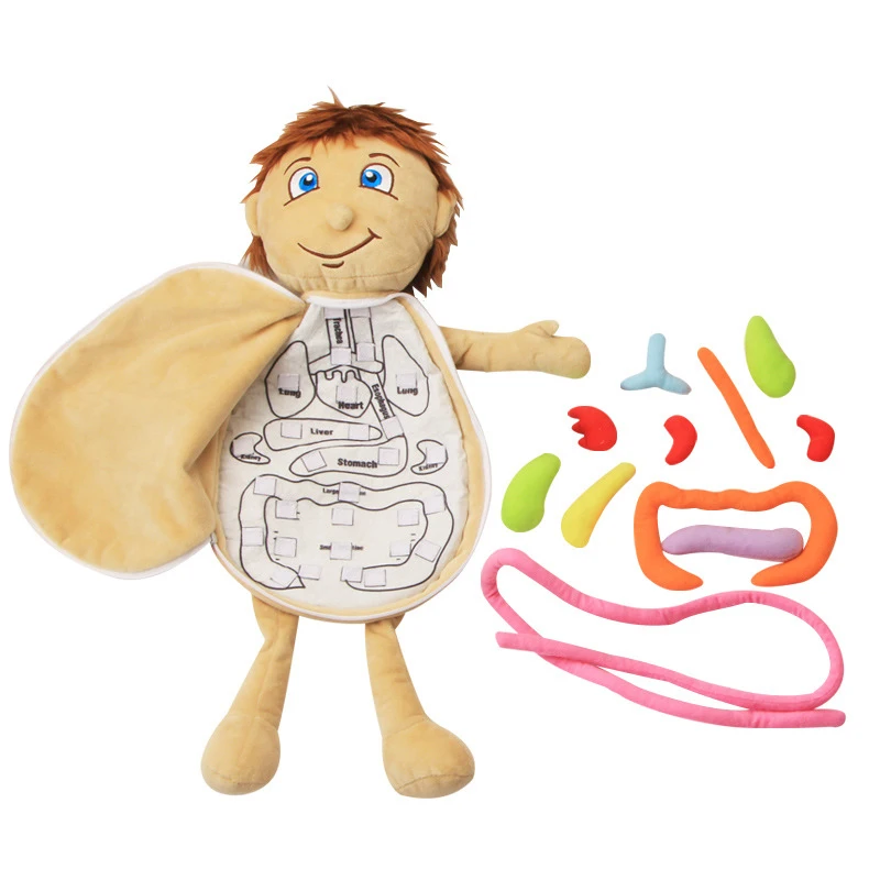 Montessori Corpo Humano Modelo Anatomia Boneca Brinquedo Macio Anatômico Órgãos Internos Médicos Consciência Aprender Educação Precoce Brinquedos 1 Cheap Biologia