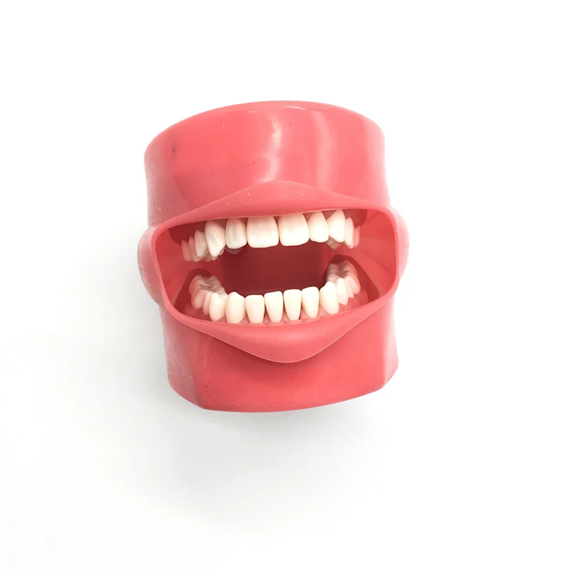 

Dental phantom head practise teeth model Silicone Mask removable teeth 32pcs 28pcs teeth replacement