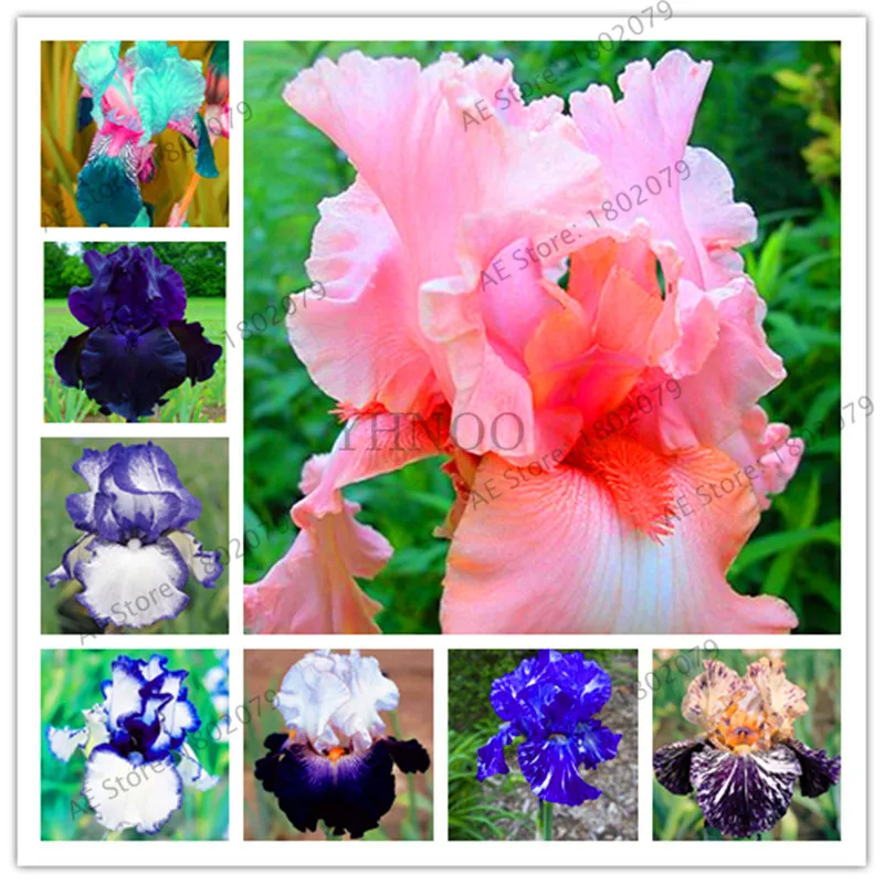 Горячая Распродажа!, горячая Распродажа, 100 РОЗОВЫЙ ИРИС бонсай, популярный многолетний Садовый цветок, великолепные срезанные цветы,# V5A3BO