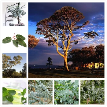 

130Pcs Plant Bath Salts Eucalyptus Essence CCSM-05