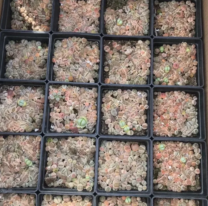 

Lithops Succulent Plant the Whole Basin of Combination Succulent Photo Shoot 10cm Square Pots 70-85 A/Basin Mixed Pot Included