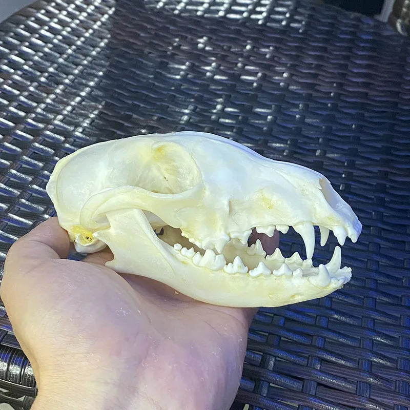 1Pcs Fox Skull Real Animal Skull Real Bone Decoration Unique Birthday Gift/Craft 