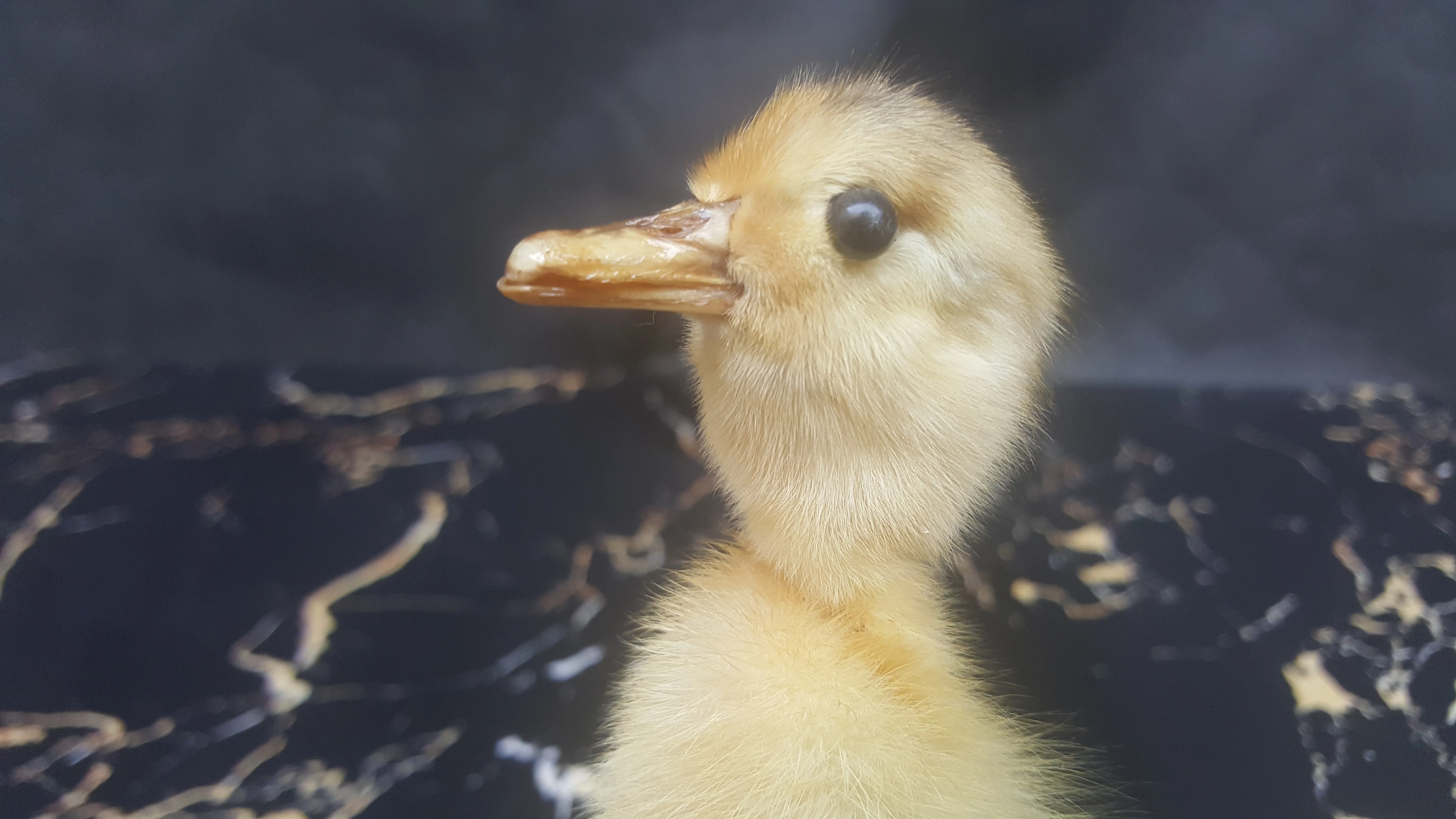 Taxidermy утенок Декор рога настенный, тибетский ремесло настенная скульптура винтажный Декор wierd прекрасный натуральный утиный