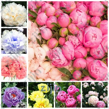 

Plant Flowers Bath Salts Multicolor Peony Essence 100Pcs XZZ-23