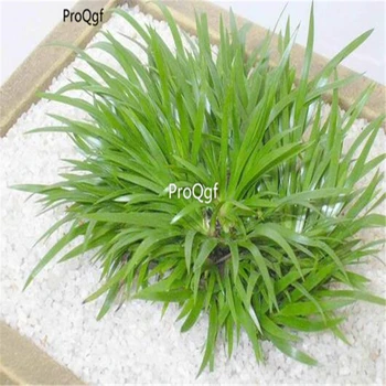 

Ngryise 5000Pcs A Set Acorus gramineus