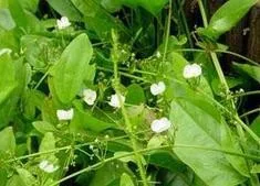 Formula to cure бесплодие для мужчин, увеличить живое количество спермы, продлить жизнь спермы, помочь осеменению спермы-яиц, 50 шт./лот