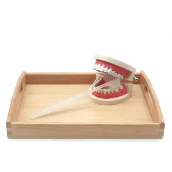 

Realistic Teeth Model Recognition Card Teaching Aid Kids Early Educational Toy Simulation Learing Toys For Children Kids