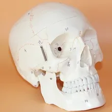 

Human skull model with numbers Neurosurgery craniotomy skull model Skull bone sutures 19*15*21CM free shipping