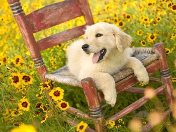 

Diamond Painting Dog Golden Retriever 5d Diy Mosaic Full Round Drill Diamant Of Rhinestone Daimond Embroidery Picture Sale