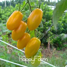 Лидер продаж! 100 шт./пакет желтый помидоры черри балкон фруктов и овощей растение бонсай в горшке помидоры,# N6GFK9