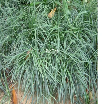 

Ngryise 2000Pcs A Set Ophiopogon bodinieri