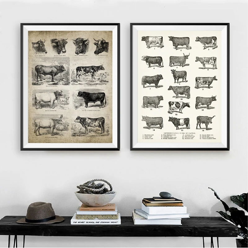 Antique Cow Breeds Canvas Art Prints