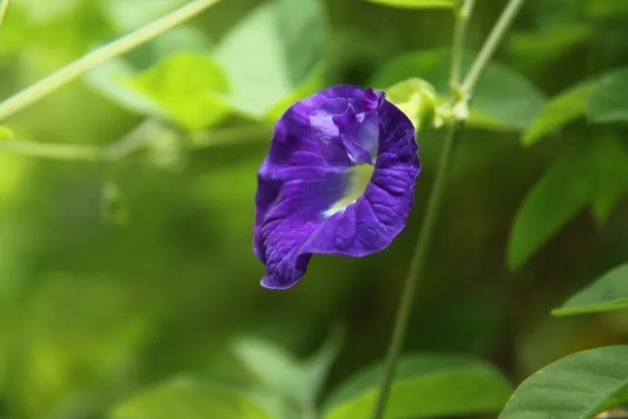 20 г. Чай clitoria Terna. Чай в горох голубой бабочки. Сушеный цветок гороха Кордофан. Витамин А Таиланд