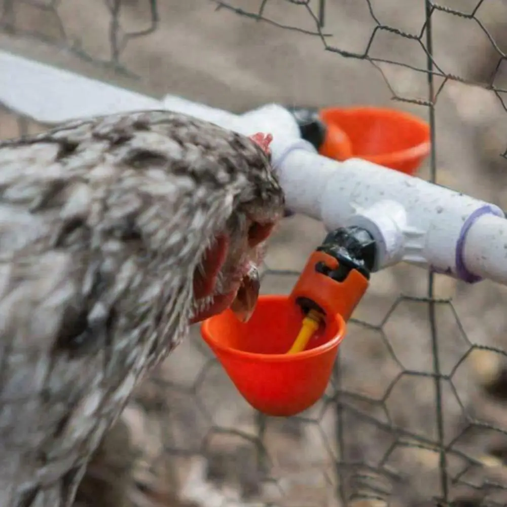 5/10pcs Chicken Drinker Drinking Cups for Chickens red Quail Chicken Waterer Bowl Automatic Poultry Coop Feeder water Drinking C