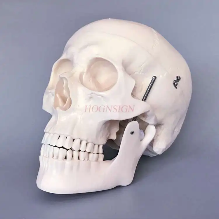 Skull Model Skull Structure Band Cerebral Artery Model Skeleton Structure Making Teaching Skull Teaching Model Medicine