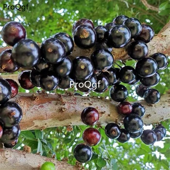 

Ngryise 300Pcs A Set Plinia cauliflora