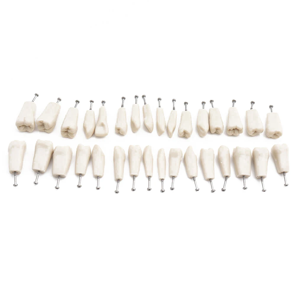 

Dental Teaching Model Standard Model Demonstration Teeth Model