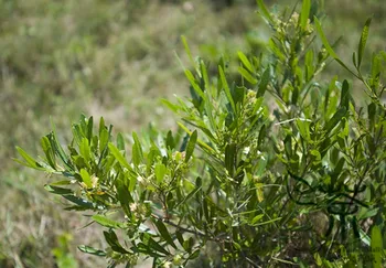 

Dodonaea Viscosa Wild Hopbush Che-Sang-Zi